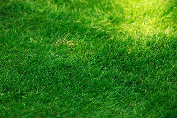 Zielony trawnik trawa w rolkach — Zdjęcie stockowe