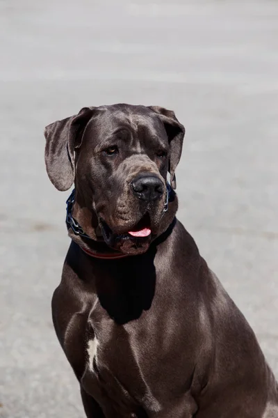 Cane razza mastino tedesco — Foto Stock