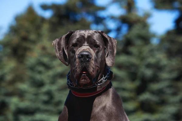 Pies rasy Mastif niemiecki — Zdjęcie stockowe