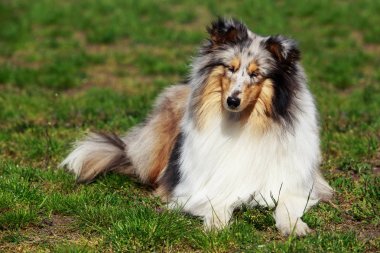köpek doğurmak sığınak