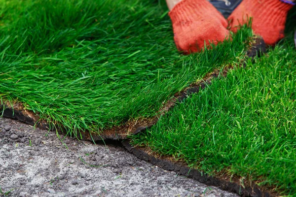 Rulo yeşil çim çimen