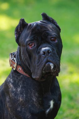 dog breed cane corso italiano