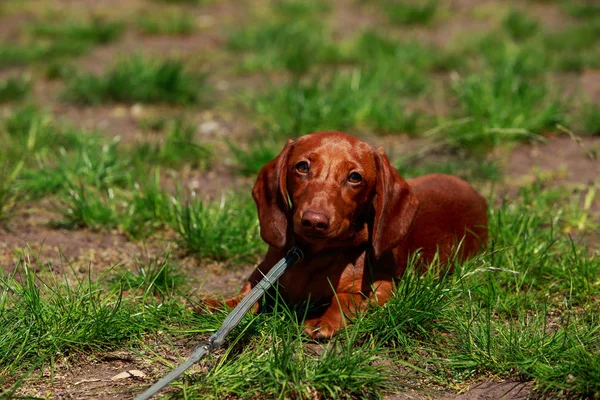 köpek doğurmak dachshund