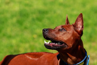 köpek doğurmak Tay Ridgeback