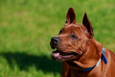 köpek doğurmak Tay Ridgeback