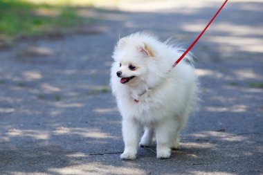 köpek doğurmak pomeranian spitz