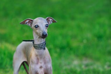 İtalyan Greyhound köpek doğurmak