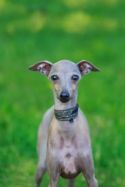 Порода собак итальянец Грейхаунд — стоковое фото