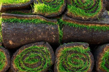 Rulo yeşil çim çimen