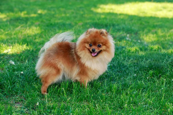 Il cane alleva il pomero spitz — Foto Stock