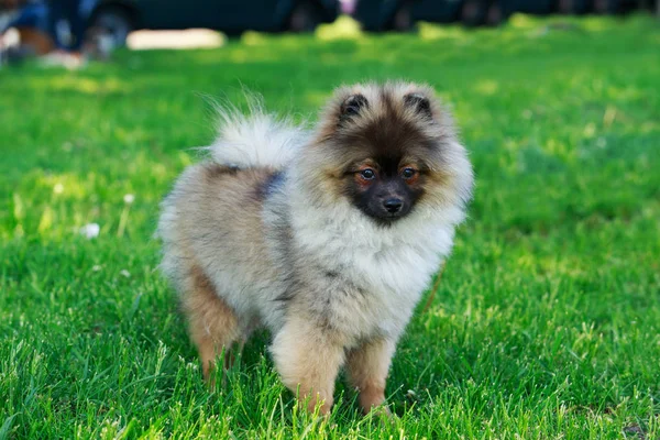 The dog breed pomeranian spitz — Stock Photo, Image