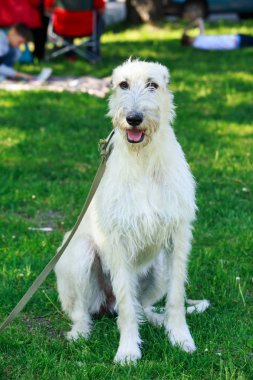 köpek doğurmak İrlandalı Wolfhound