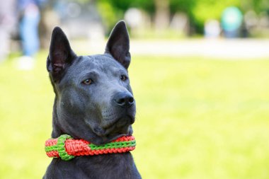 köpek doğurmak Tay Ridgeback