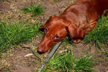 köpek doğurmak dachshund