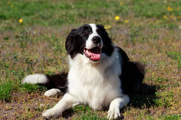 Hunderasse Border Collie — Stockfoto