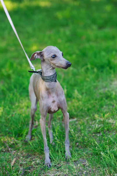 A raça de cão Greyhound italiano — Fotografia de Stock