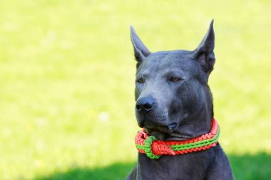 köpek doğurmak Tay Ridgeback
