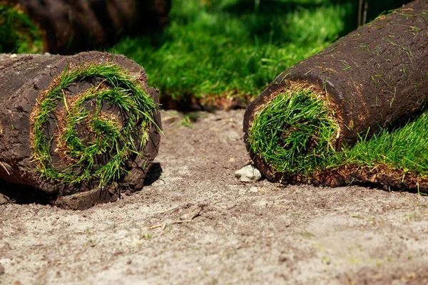 Césped verde en rollos — Foto de Stock