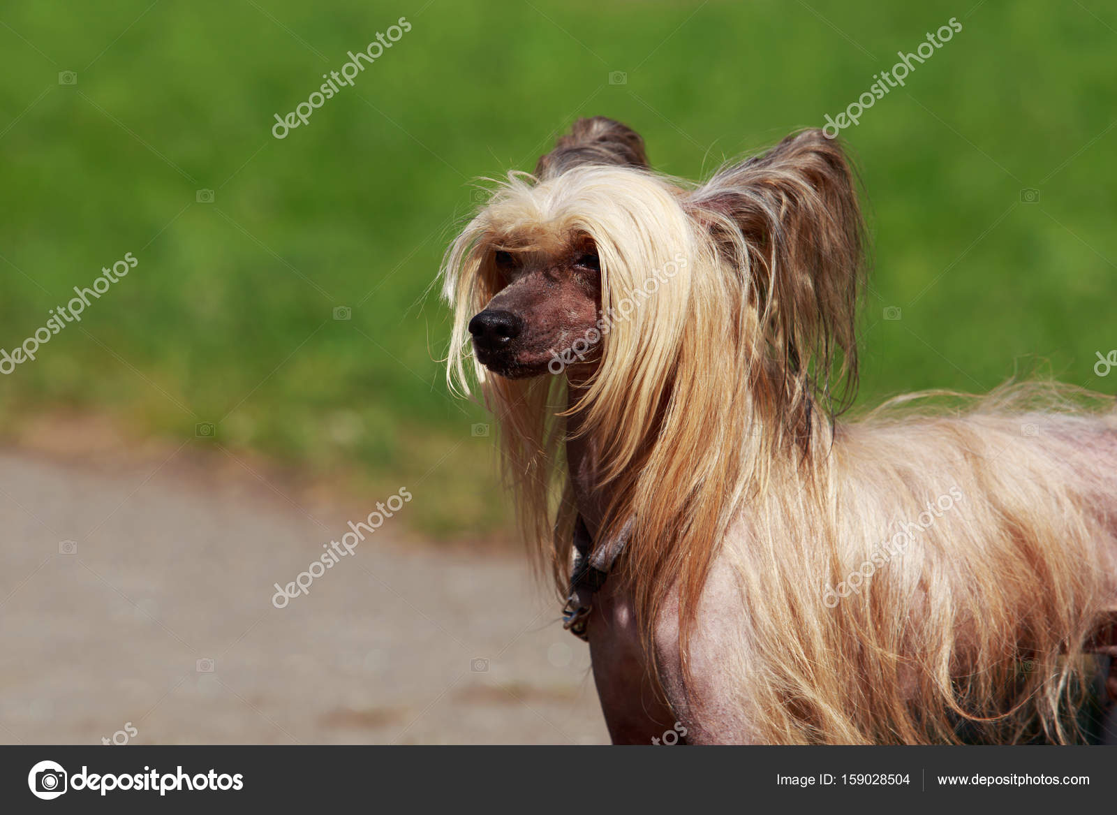Race De Chien Chinois à Crête Photographie Deviddo