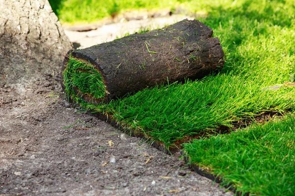 Зелена газонна трава в рулонах — стокове фото