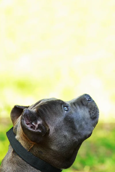 Blauer amerikanischer Staffordshire Terrier — Stockfoto