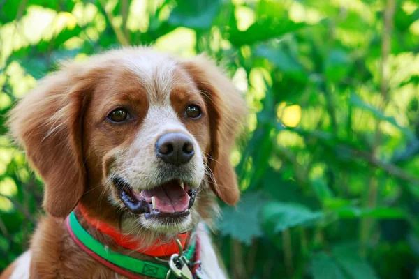 Hunting dog Brittany Spaniel — Stock Photo, Image