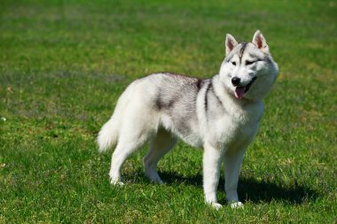 Köpek doğurmak Alaskan Malamute