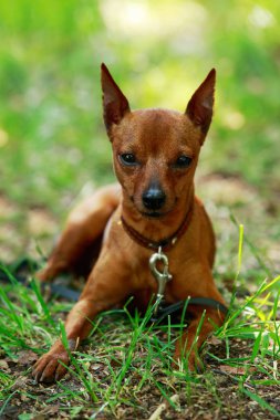 Köpek doğurmak cüce pinscher