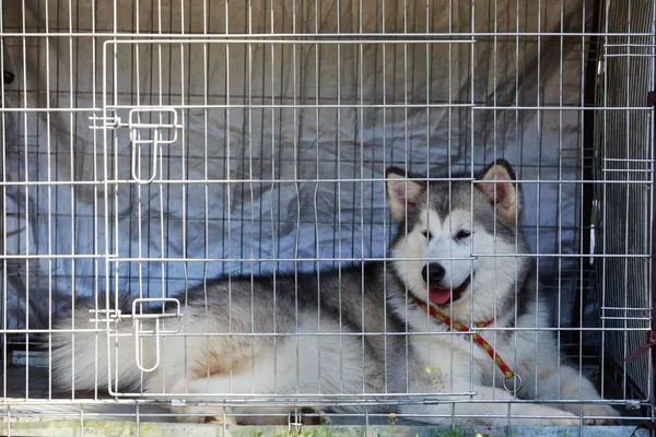 Ράτσα σκύλου από την Αλάσκα Malamute — Φωτογραφία Αρχείου