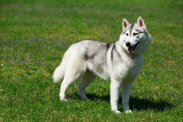 Hund rasen Alaskan Malamute — Stockfoto