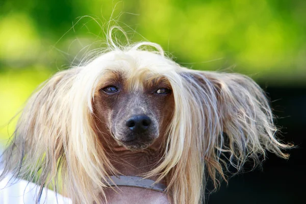 Perro crianza chino cresta — Foto de Stock