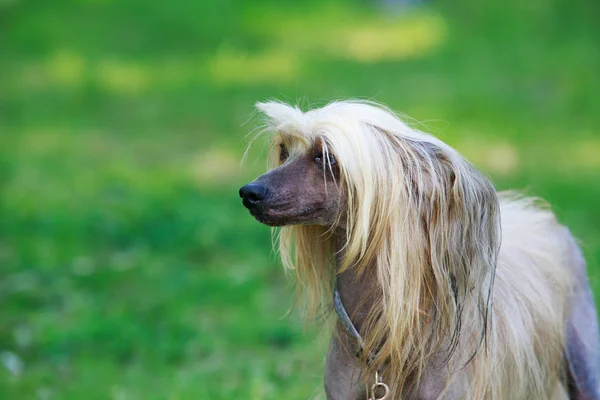 Hunderasse chinesischer Haubenhund — Stockfoto