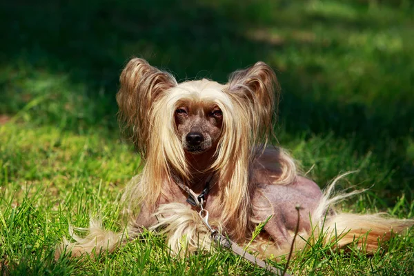 Perro crianza chino cresta — Foto de Stock