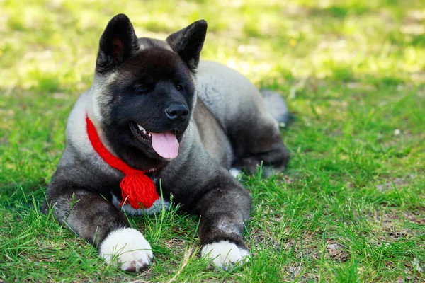 Породы собак American Akita — стоковое фото