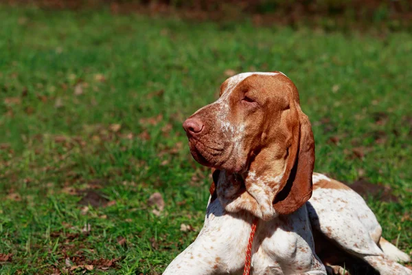 Dog Bracco Italiano — Stock Photo, Image