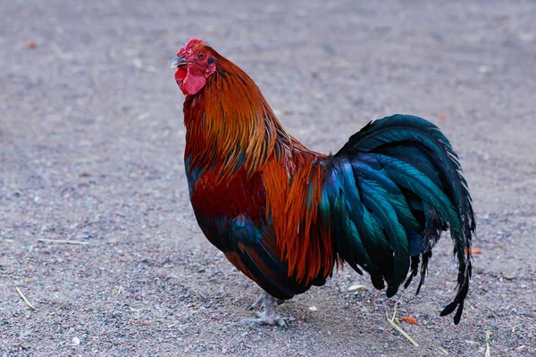 Gallo colorido grande — Foto de Stock