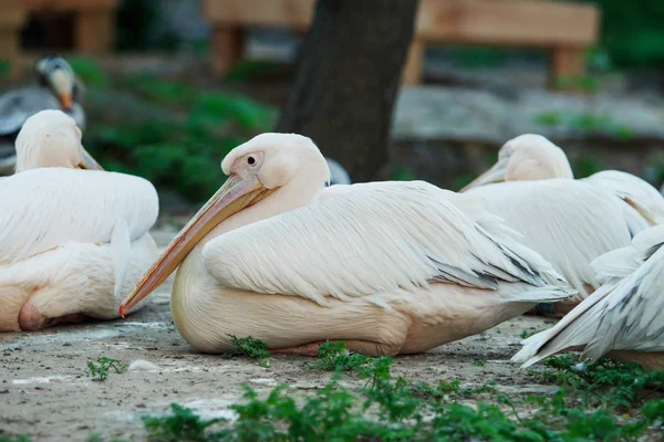 Розовый пеликан — стоковое фото