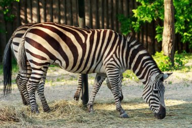 Vahşi zebra
