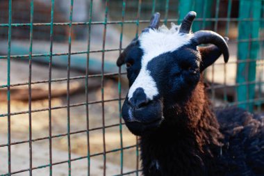 Capra aegagrus hircus