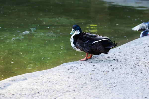 Kumun üzerinde ördek — Stok fotoğraf