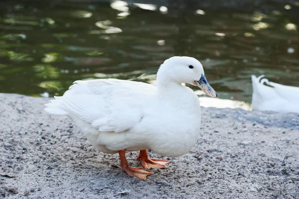 Pato en la arena —  Fotos de Stock