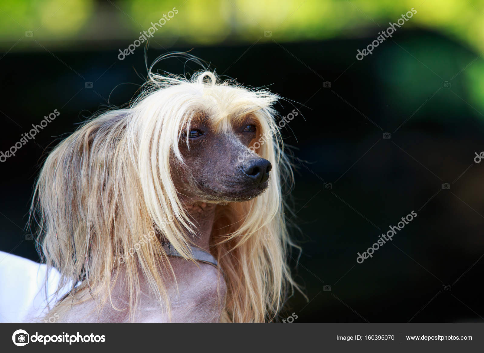 Pies rasy ChiÅski grzywacz — ZdjÄcie stockowe © DevidDO Portret niesamowite ChiÅski grzywacz pies w lecie — ZdjÄcie od DevidDO