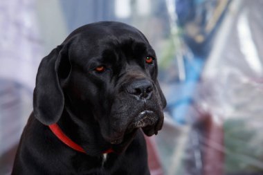 dog breed cane corso italiano