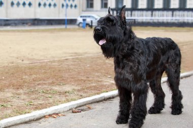 köpek doğurmak Dev Schnauzer
