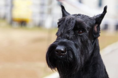 köpek doğurmak Dev Schnauzer