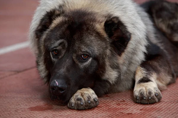 Kaukázusi Juhász kutya tenyészt — Stock Fotó
