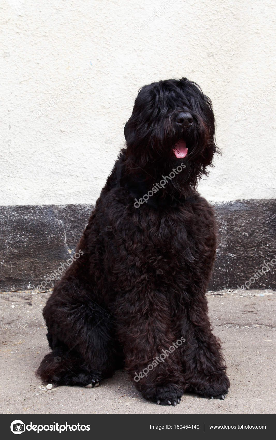 Chien De Race Russe Terrier Noir Photographie Deviddo