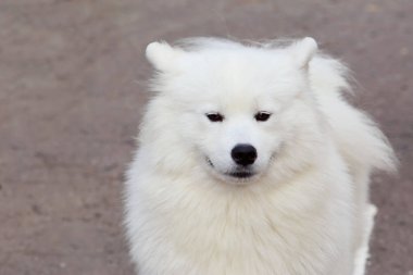 Köpek doğurmak Samoyed