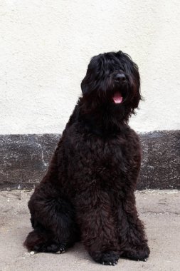 Köpek doğurmak Rus siyah Terrier