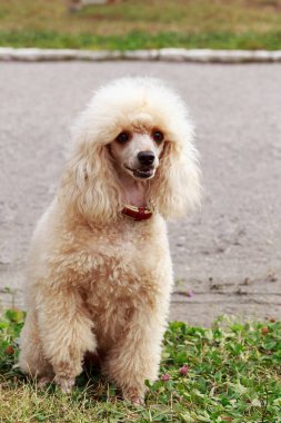 Fino köpeği doğurmak köpek